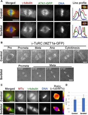 Two Kinesin-14A Motors Oligomerize to Drive Poleward Microtubule Convergence for Acentrosomal Spindle Morphogenesis in Arabidopsis thaliana